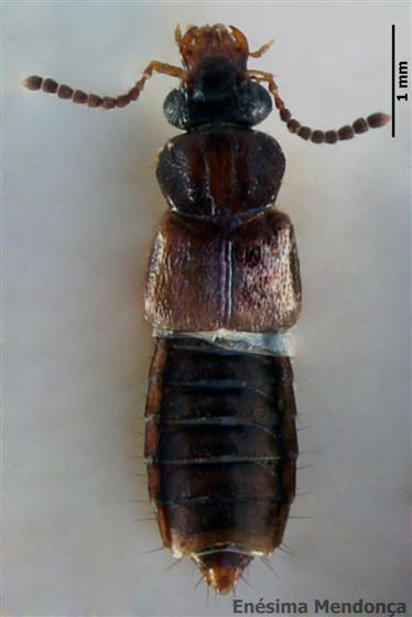 Oxytelus sculptus Gravenhorst, 1806